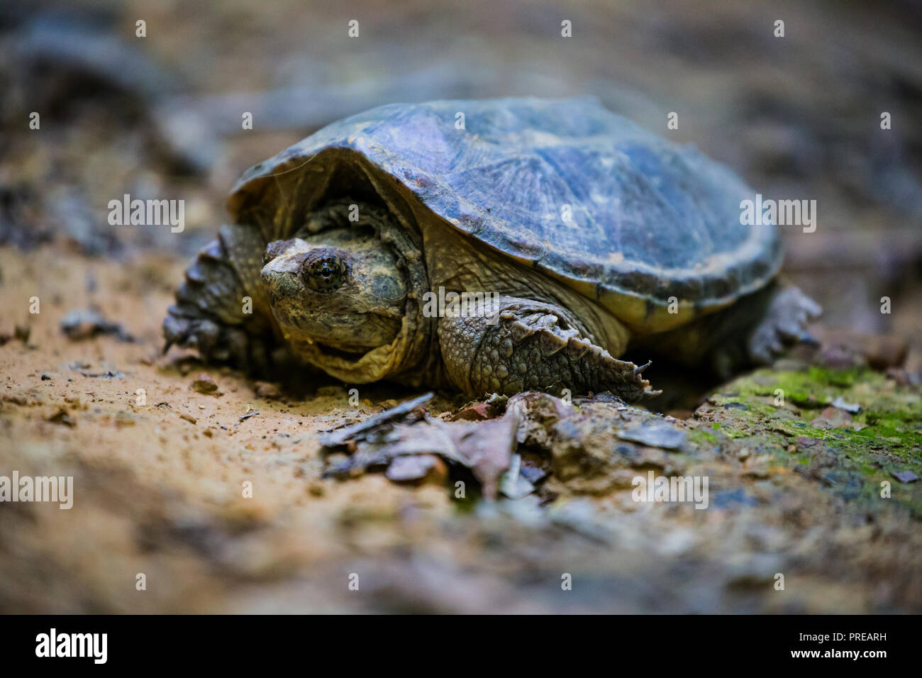 A young snapping turtle scuttles across the path of trail number 1 at ...