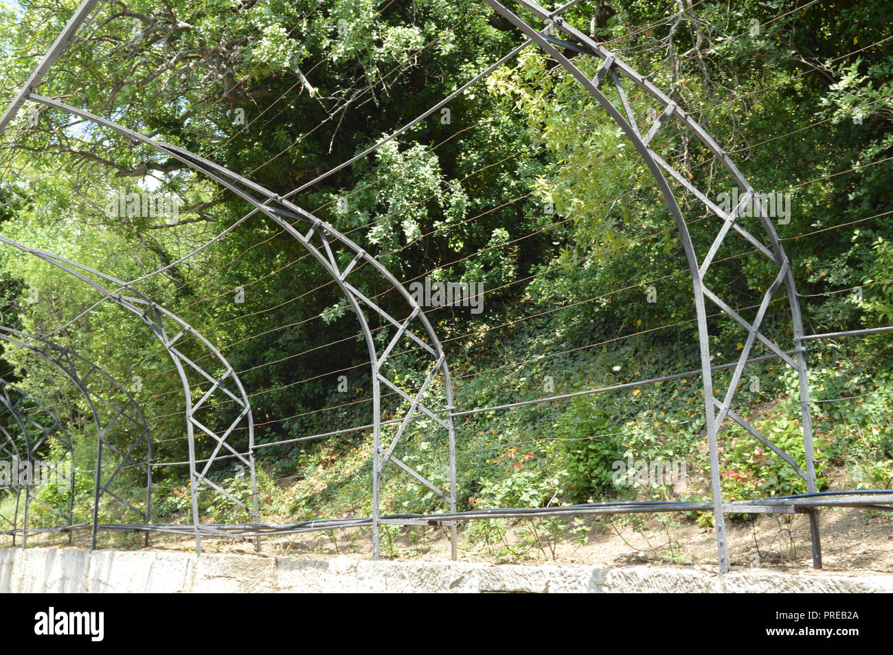 grape trellis stock photos & grape trellis stock images