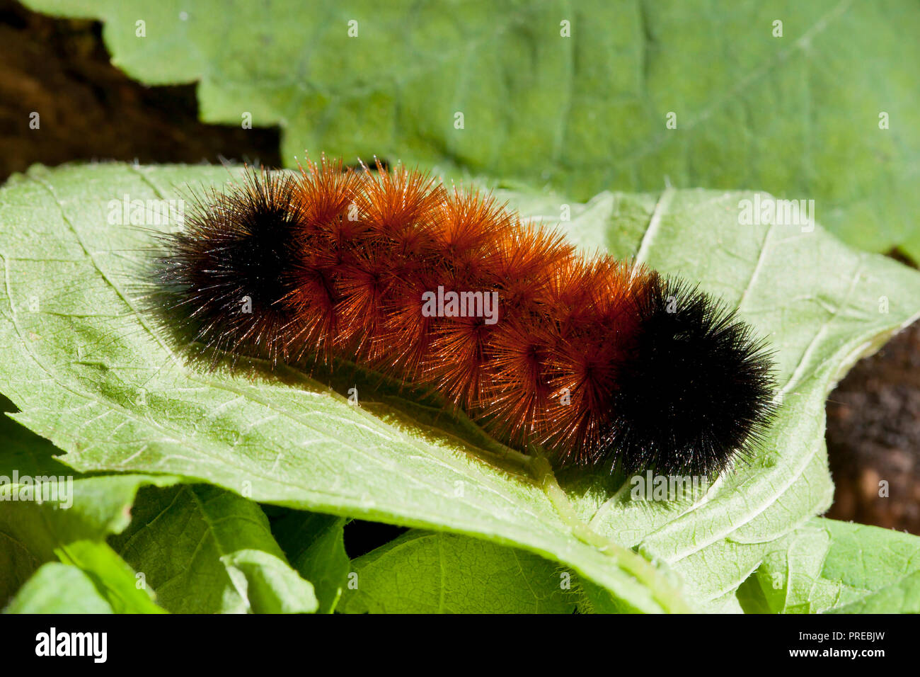 Woolly Bear caterpillar, Isabella Tiger Moth larva  (Pyrrharctia isabella) - Virginia USA Stock Photo