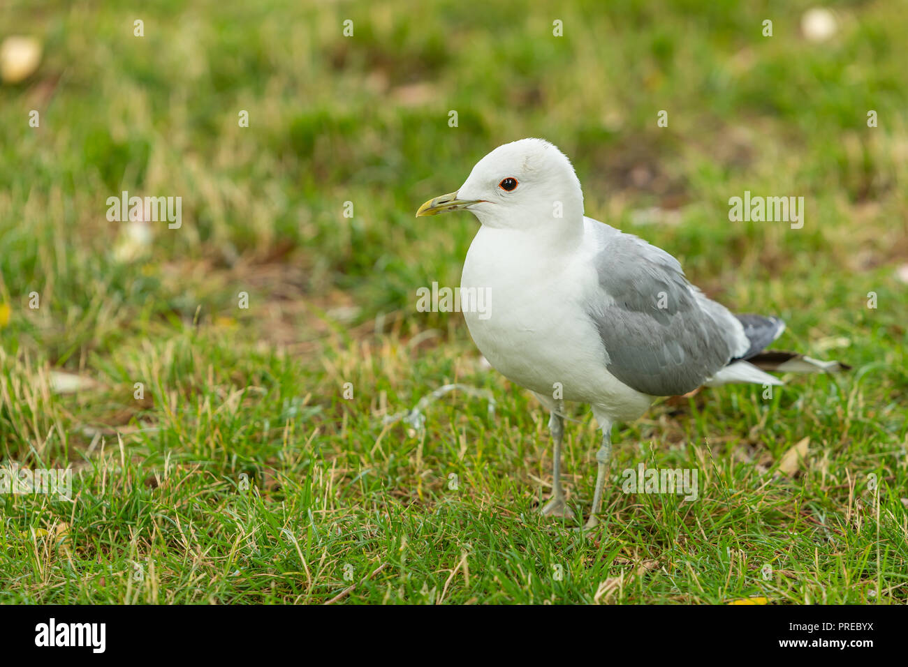 The common gull (mew gull) is a medium-sized gull that breeds in northern Asia, northern Europe, and northwestern North America. Stock Photo