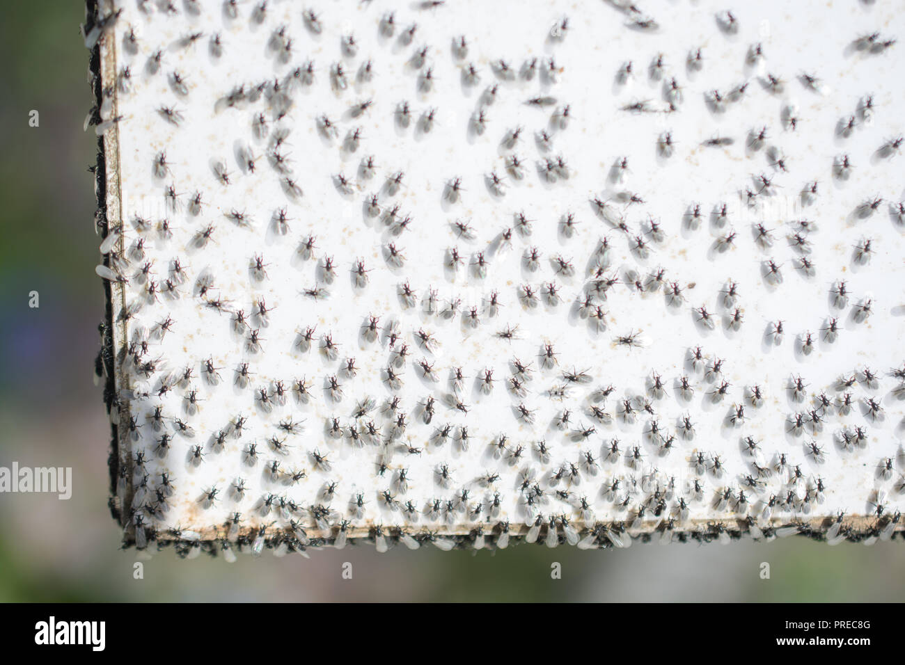 A swarm of flying ants gather on a white background Stock Photo