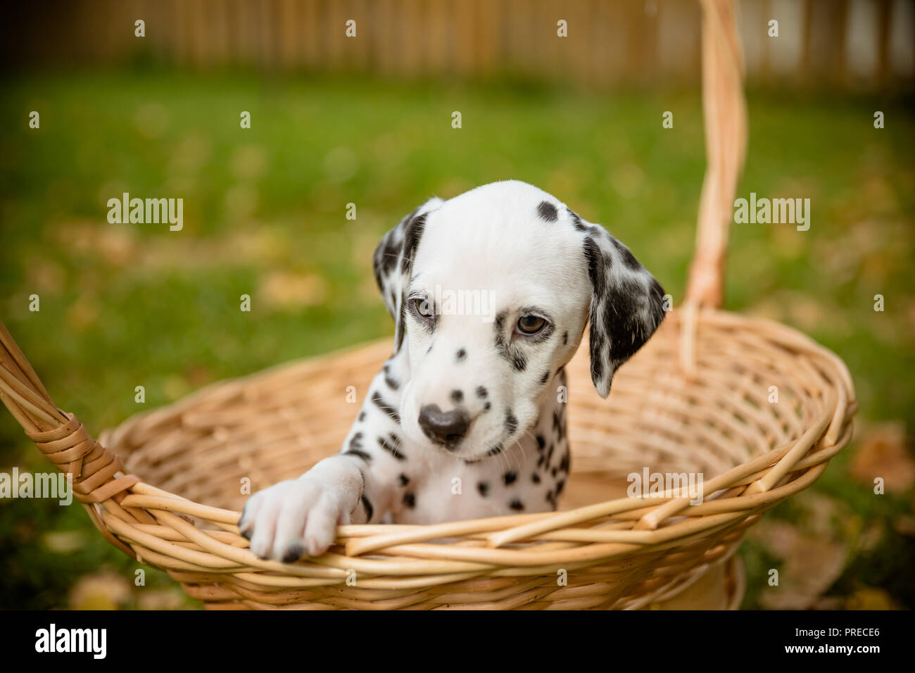dog breed Dalmatian, cute small puppy in a basket outdoors. Fall ...