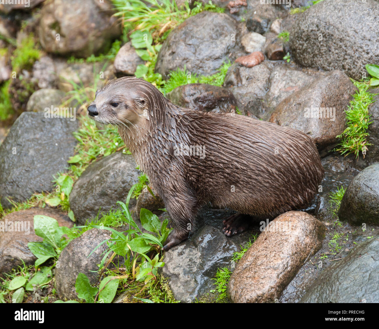 Wild otter on rocks beside river in Scotland with wet fur and bright eyes Stock Photo