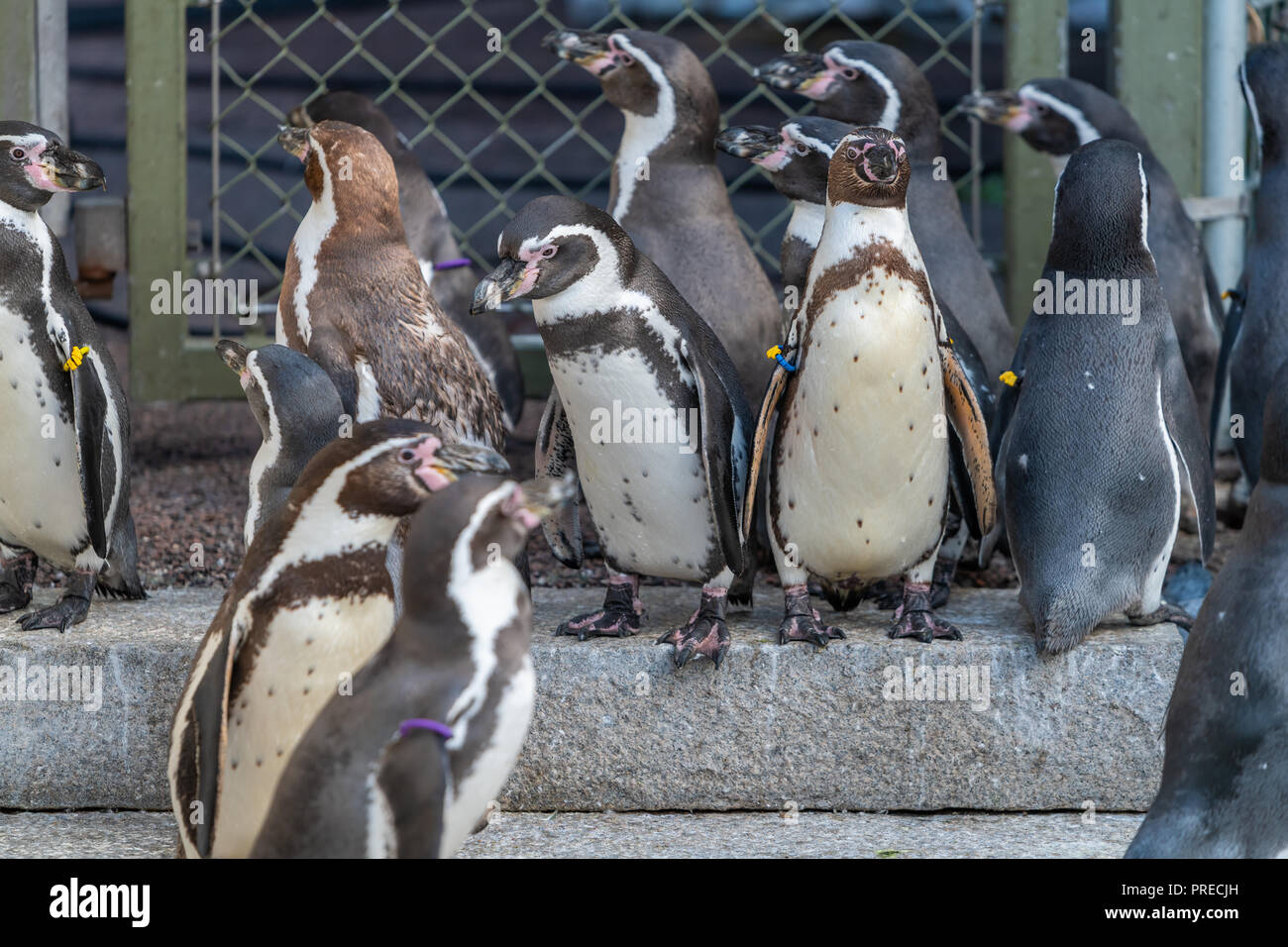 The Galápagos penguin (Spheniscus mendiculus) is a penguin endemic to