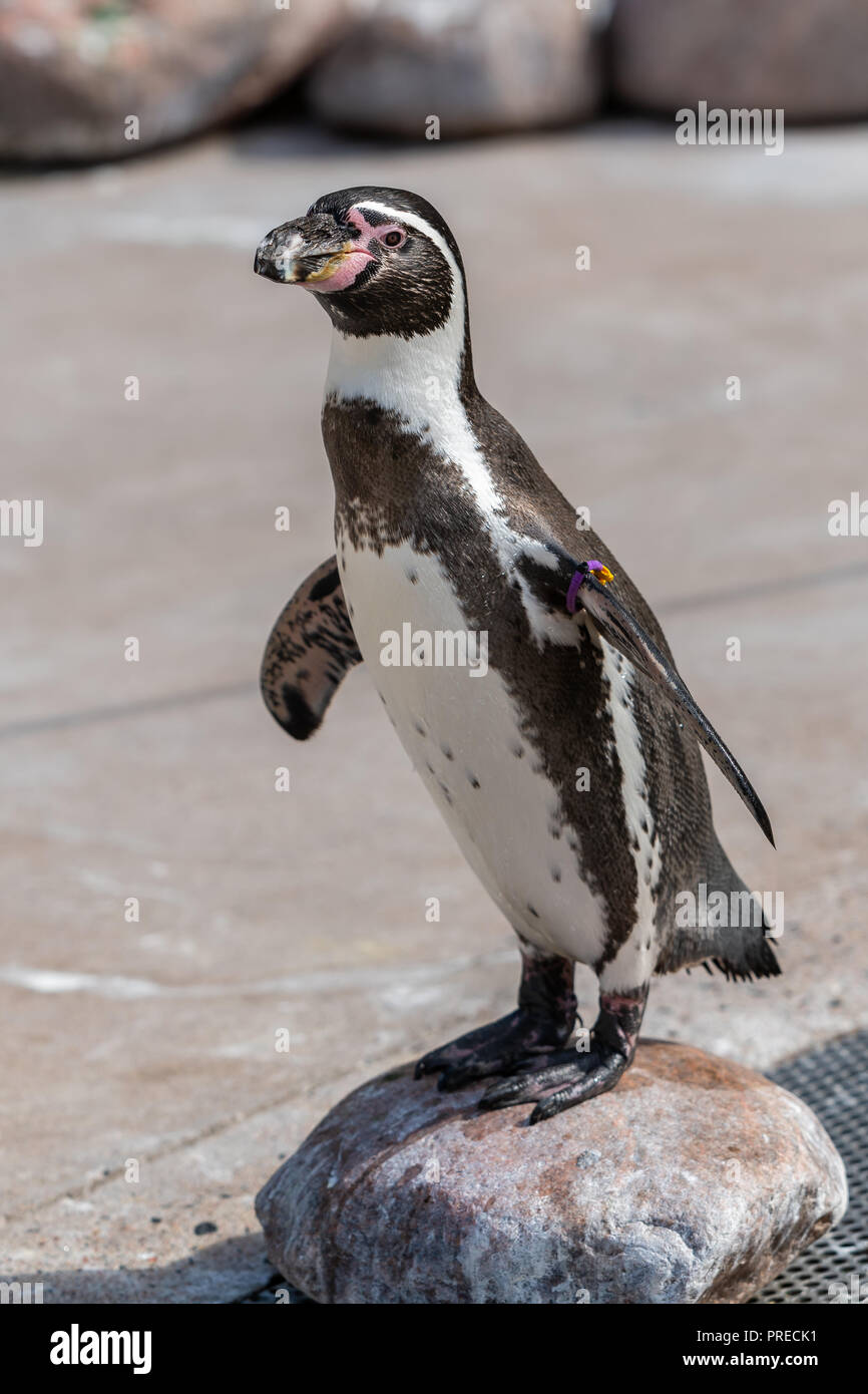 The Galápagos penguin (Spheniscus mendiculus) is a penguin endemic to