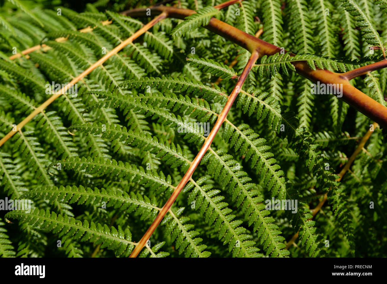 tree fern ( Mexican Tree Fern) leaves closeup Stock Photo
