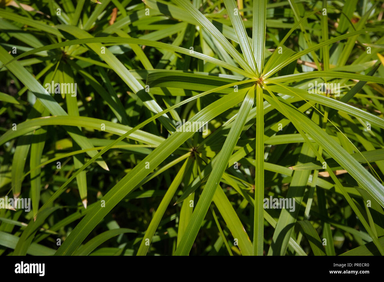 umbrella papyrus ( Cyperus alternifolius) plant leaves closeup Stock Photo