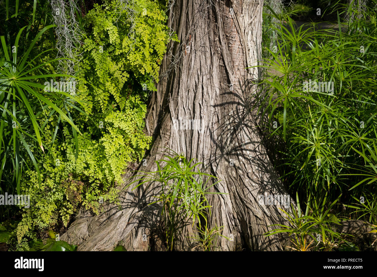 tree trunk,  dense growing plants in tropical forest Stock Photo