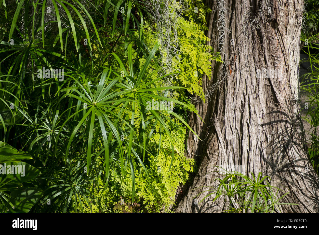 tree trunk overgrowing plants in tropical forest Stock Photo