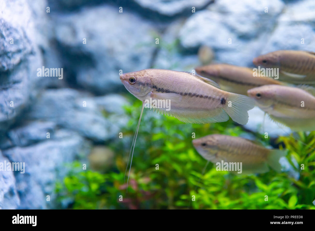 A group of snakeskin gourami fish in a private aquarium Stock Photo