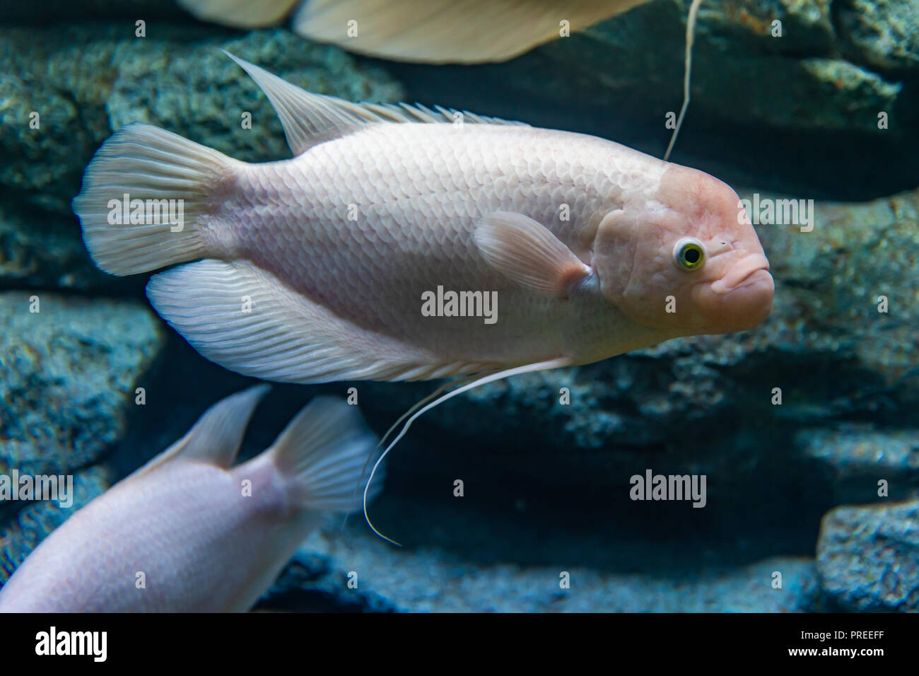 An albino giant gourami in a private aquarium Stock Photo - Alamy