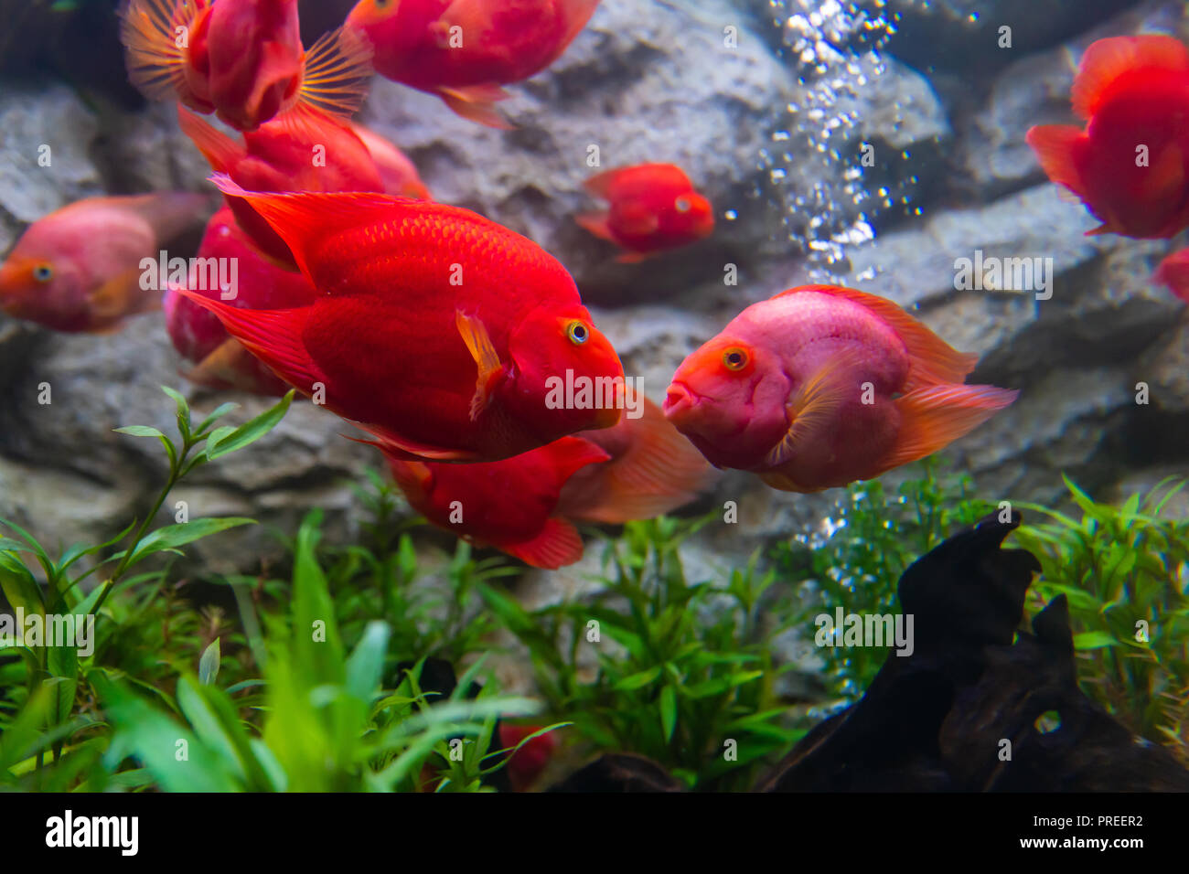 Blood parrot cichlid fish always kiss whenever they see each other Stock Photo