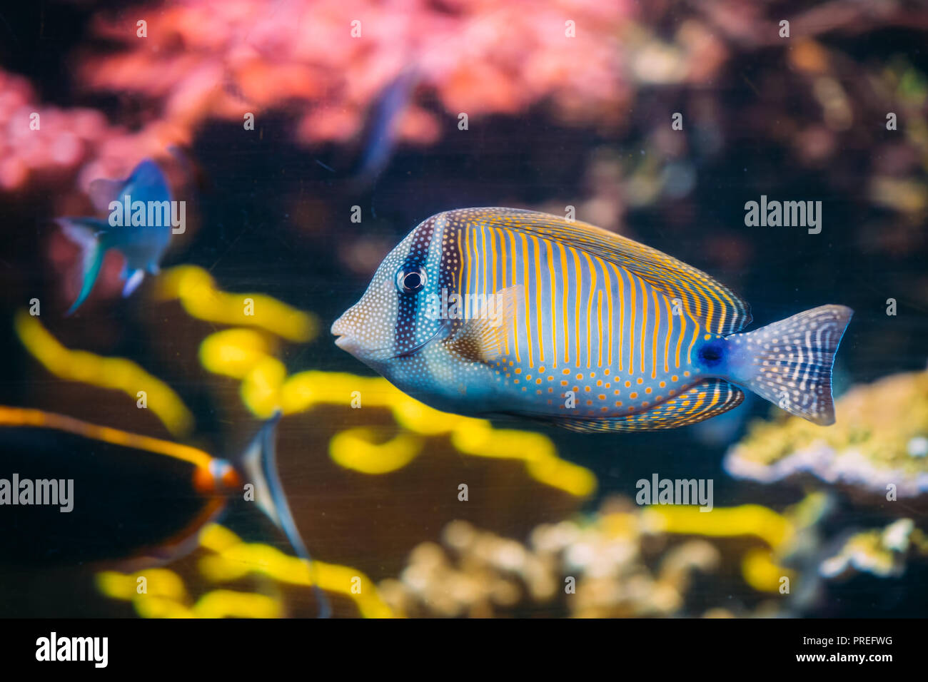 Kole Tang Or Spotted Surgeonfish Or Goldring Surgeonfish Or Yellow-eyed Tang Fish Ctenochaetus Strigosus Swimming In Water. Stock Photo