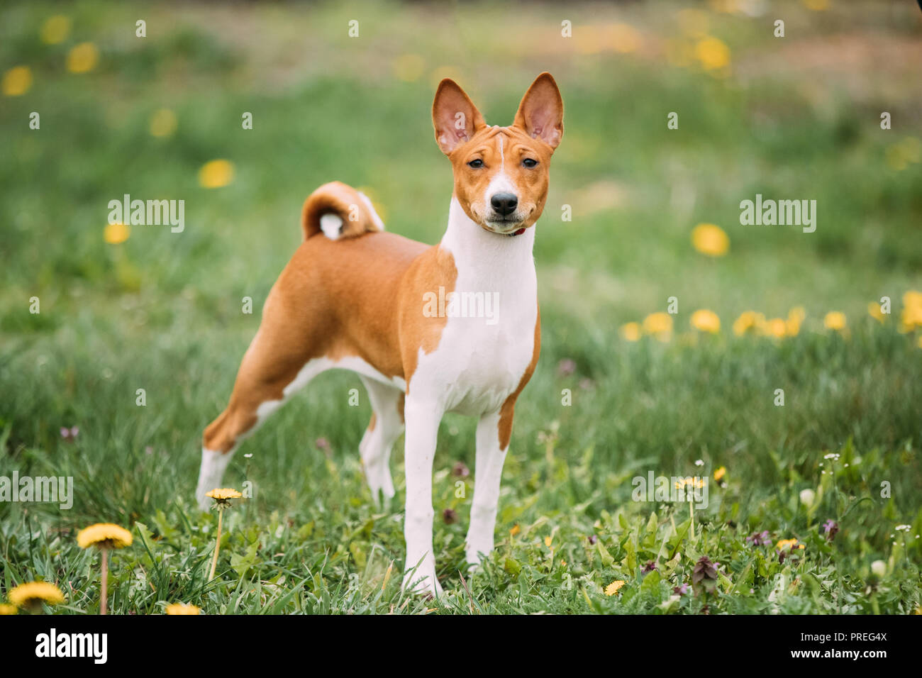Basenji Kongo Terrier Dog. The Basenji Is A Breed Of Hunting Dog. It Was Bred From Stock That Originated In Central Africa. Stock Photo