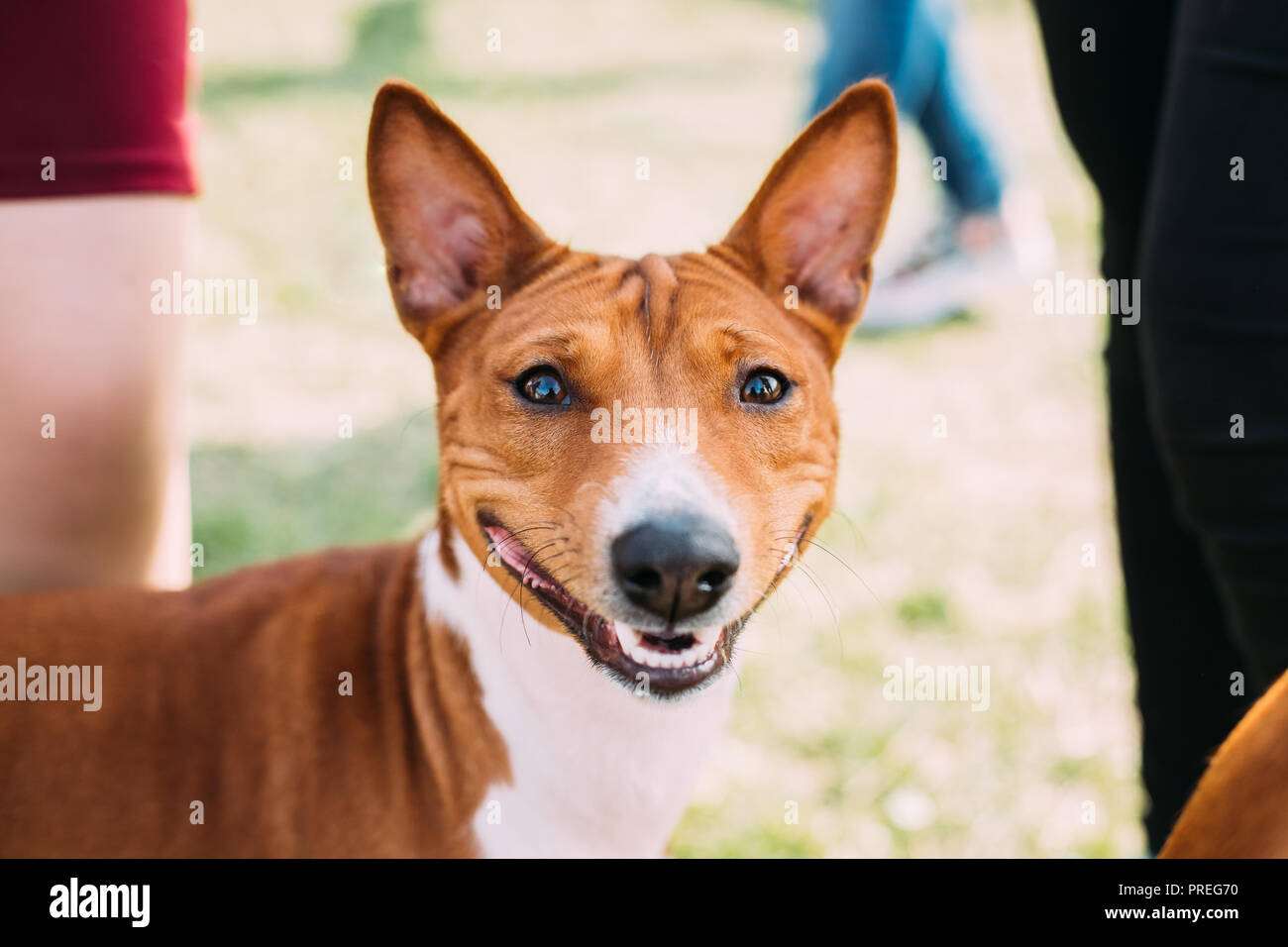Basenji Kongo Terrier Dog. The Basenji Is A Breed Of Hunting Dog. It Was Bred From Stock That Originated In Central Africa. Smiling Dog. Stock Photo