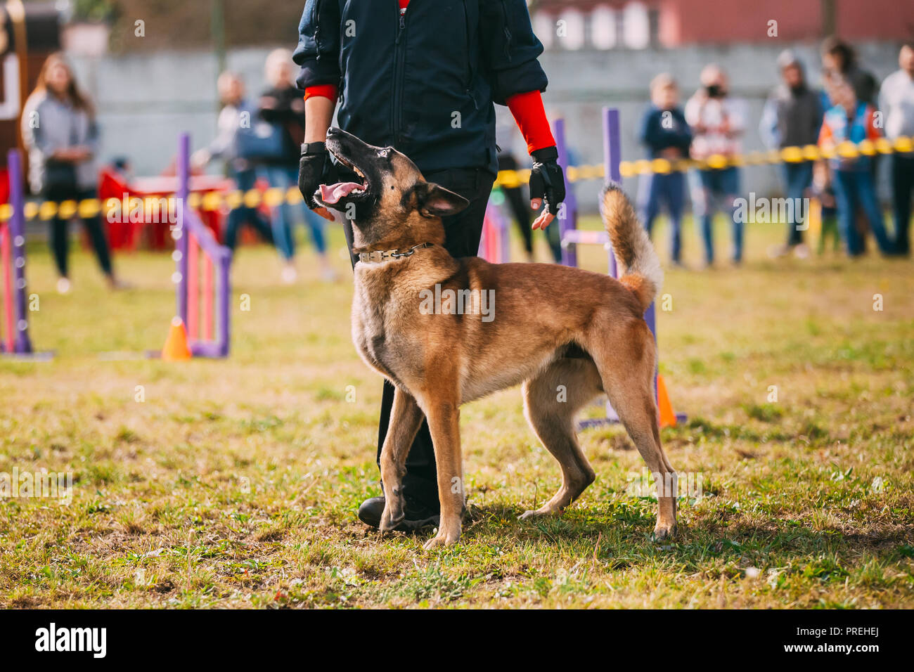Man Working With A Malinois Dog In Training In Summer Day Belgian Sheepdog Or Shepherd Belgium Chien De Berger Belge Dog Stock Photo Alamy Man Working With A Malinois Dog In Training In Summer Day Belgian Sheepdog Or Shepherd Belgium Chien De Berger Belge Dog Stock Photo Alamy