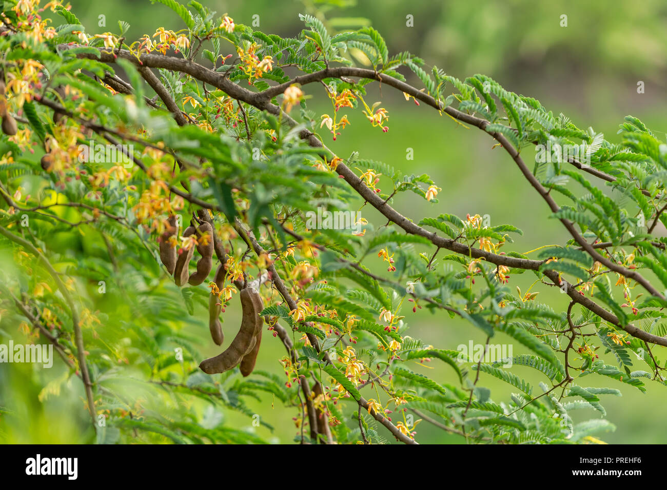 Tamarind flowers hi-res stock photography and images - Alamy