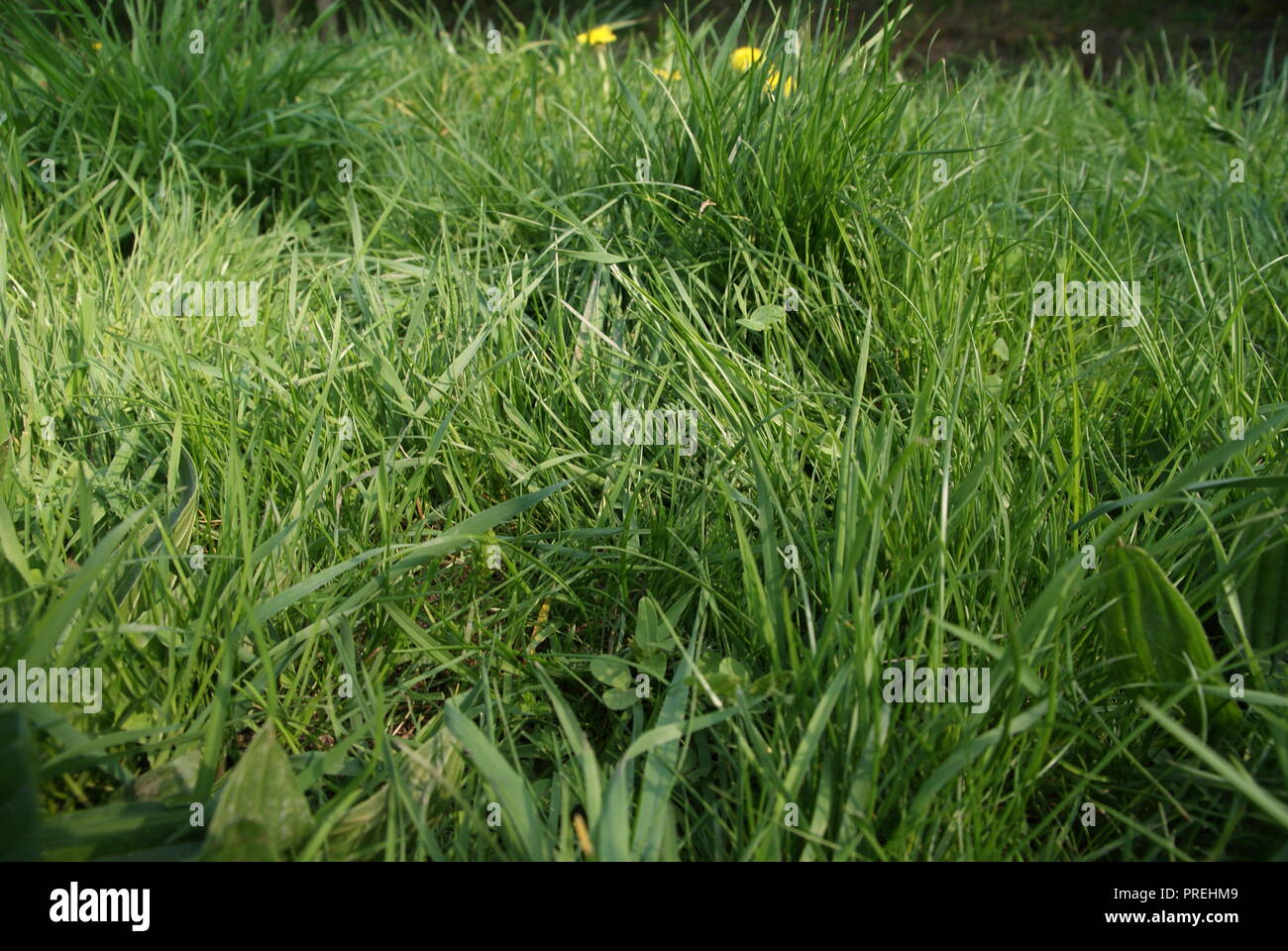 summer grass on field of farm flowers beautiful landscape summertime Stock Photo