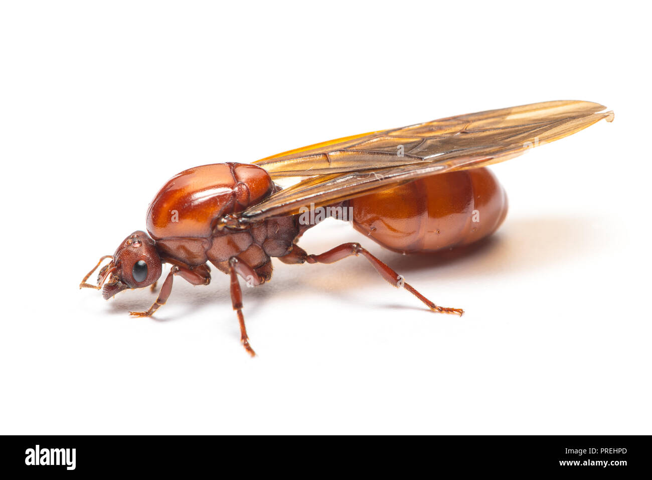 Subterranean ant isolated on white background Stock Photo - Alamy