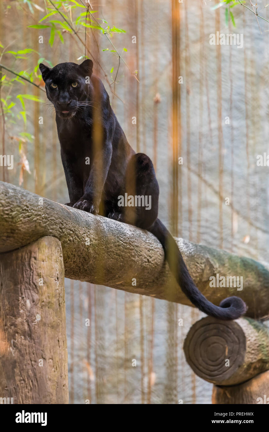 A black panther is the melanistic color variant of any big cat species