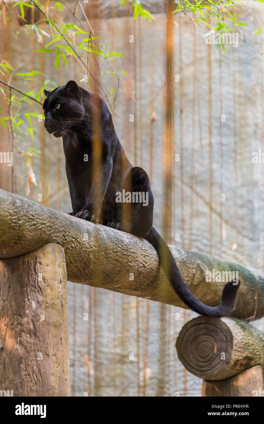 A black panther is the melanistic color variant of any big cat species ...