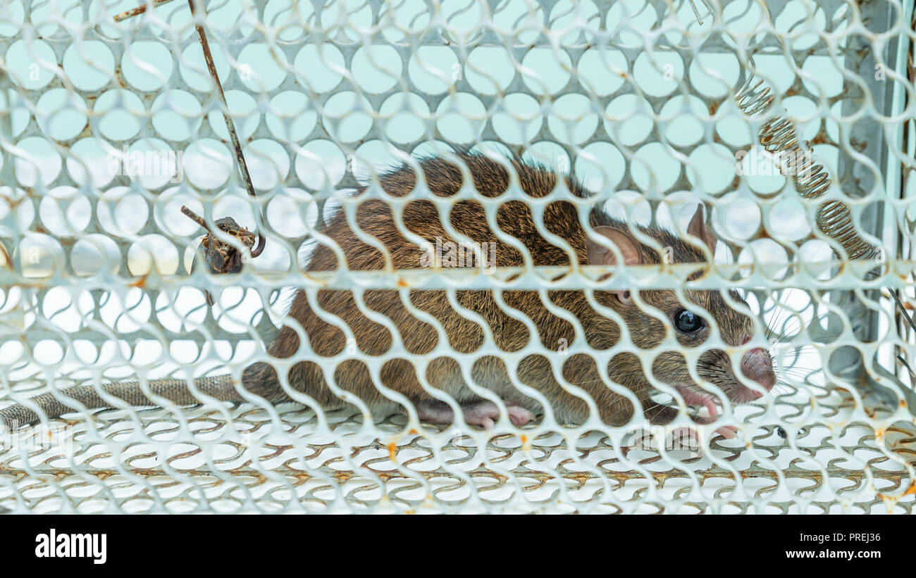 Rat caught in trap mouse hires stock photography and images Alamy