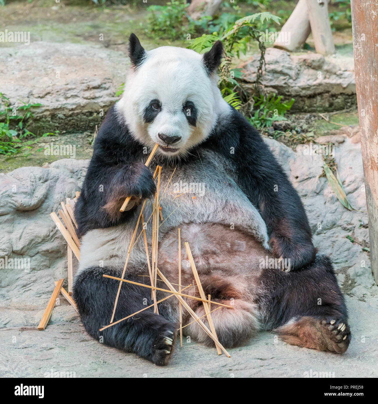 A female giant panda bear enjoy her breakfast of well selected young bamboo  shoots and bamboo sticks with cute different eating gestures Stock Photo -  Alamy
