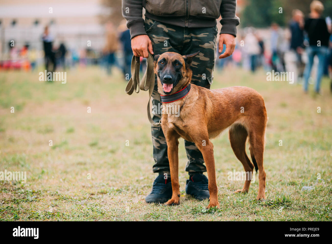 Man Working With A Malinois Dog In Training In Summer Day. Belgian Sheepdog Or Shepherd, Belgium, Chien De Berger Belge Dog Stock Photo