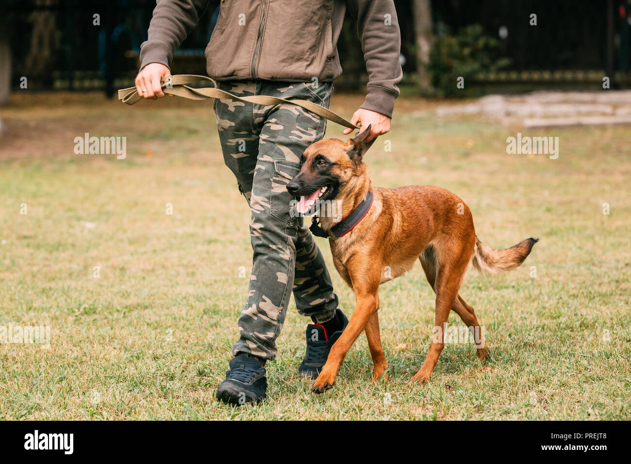 Man Walking With A Malinois Dog In Training In Summer Day. Belgian Sheepdog Or Shepherd, Belgium, Chien De Berger Belge Dog Stock Photo