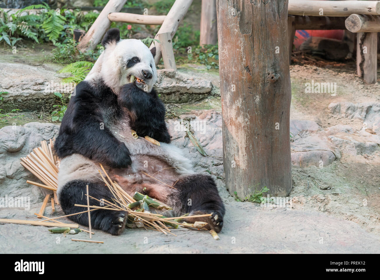 Female panda hi-res stock photography and images - Alamy
