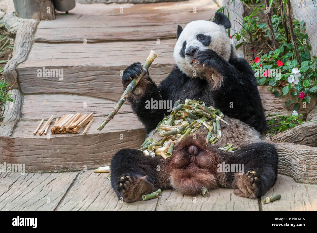 Can Dogs Eat Bamboo Shoots