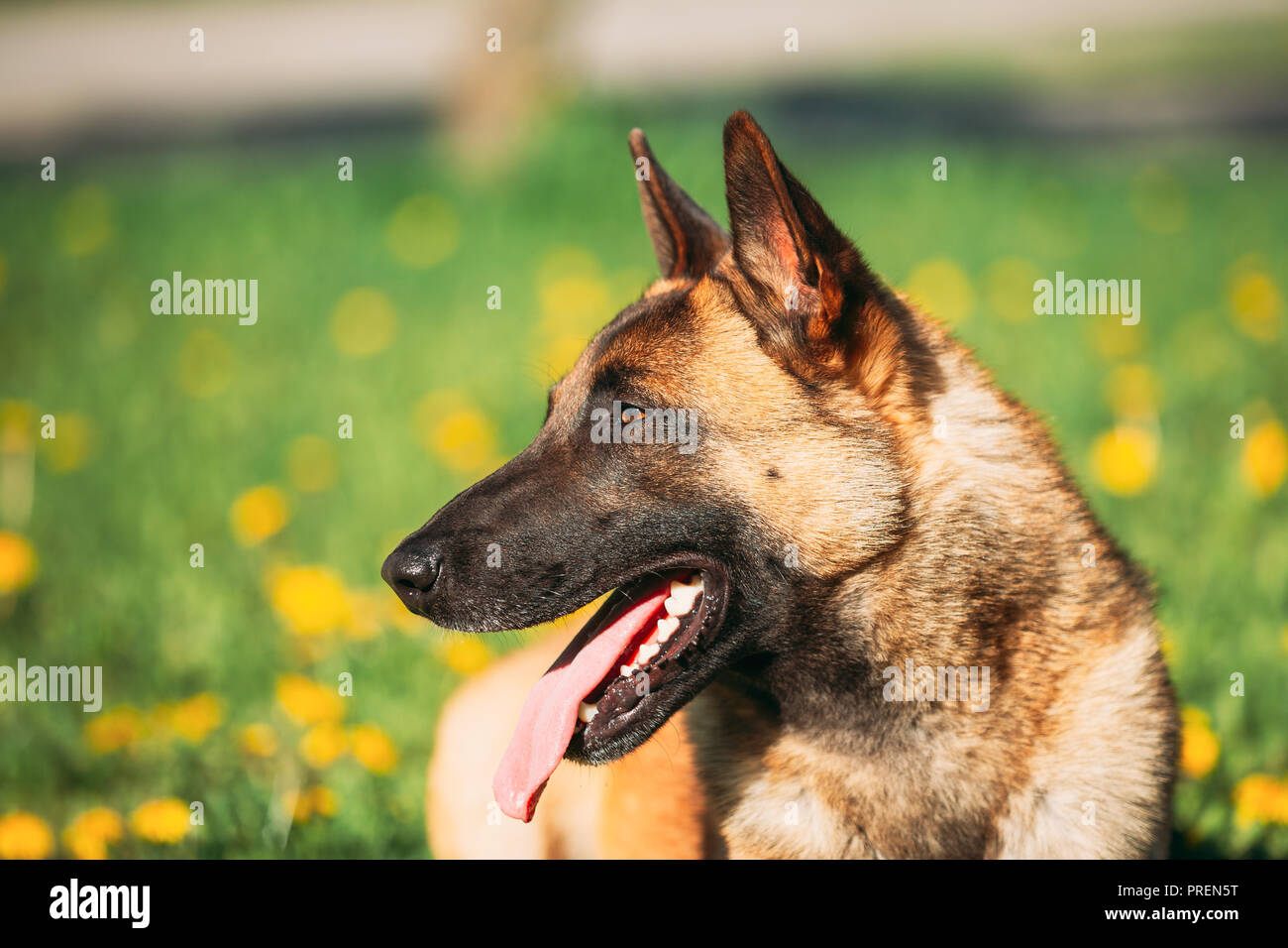 Malinois Dog Sit Outdoors In Grass Belgian Sheepdog Shepherd Belgium Chien De Berger Belge Dog Stock Photo Alamy Malinois Dog Sit Outdoors In Grass Belgian Sheepdog Shepherd Belgium Chien De Berger Belge Dog Stock Photo Alamy