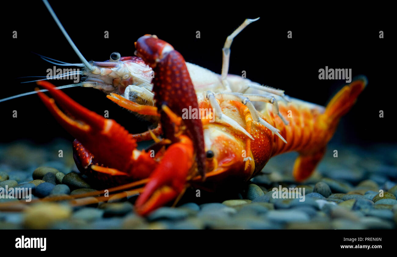 crayfish Breeding in the aquarium Stock Photo Alamy