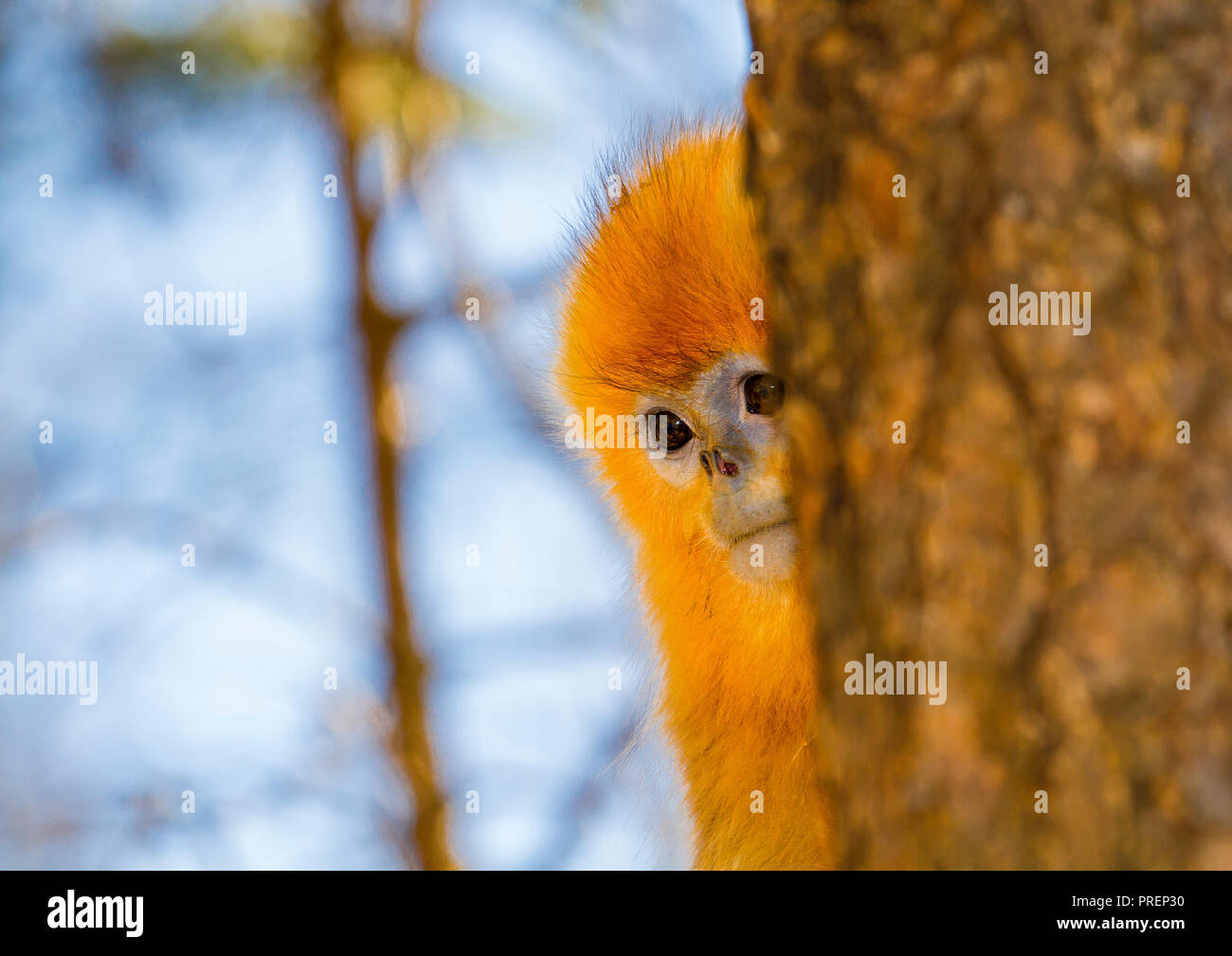 A very young Golden Snub-nosed Monkey hiding behind a tree. Qinling mountains, Shaanxi, China. Endangered species. Stock Photo