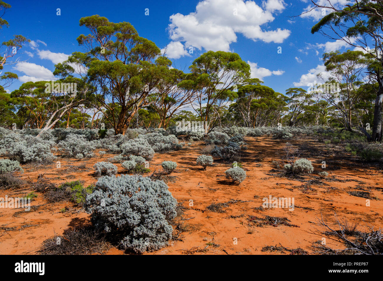 Gimlet gum and saltbush growing in the Great Western Woodlands which is the largest temperate woodland remaining on earth. Western Australia Stock Photo