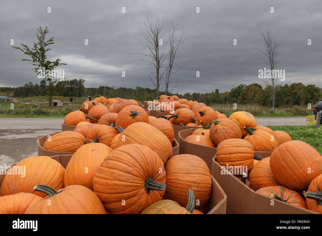 Minden, Mohawk Valley, New York State: Autumn harvest pumpkins are trucked in from miles around for the Fordsbush farm produce auction. Stock Photo