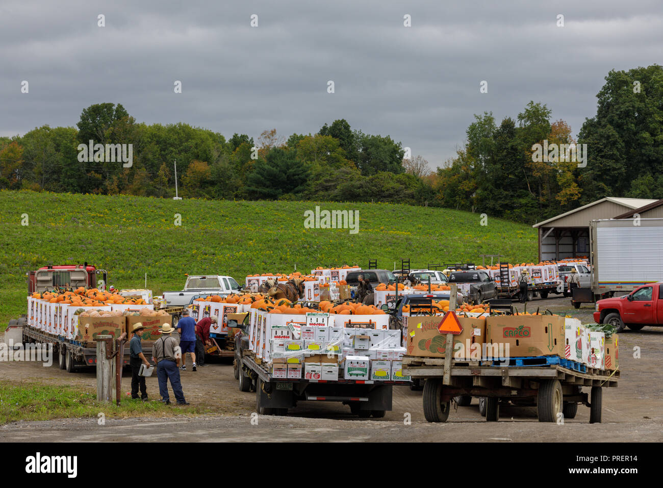 Minden, Mohawk Valley, New York State: Autumn harvest pumpkins are trucked in from miles around for the Amish farm produce auction. Stock Photo