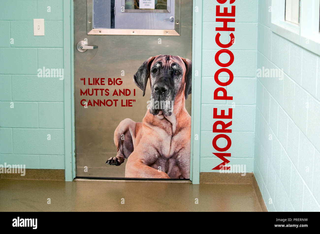 Great Dane with quote, ' I Like Big Mutts And I Cannot Lie' pictured on a door at the Gulf Coast Humane Society in Corpus Christi, Texas USA. Stock Photo