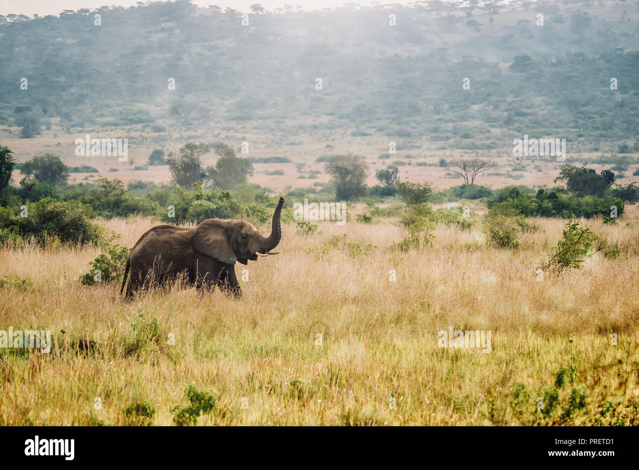 An African landscape scene as a solitary female African elephant (loxodonta africana) walks through a grassy savanna with her trunk up in the air. Stock Photo