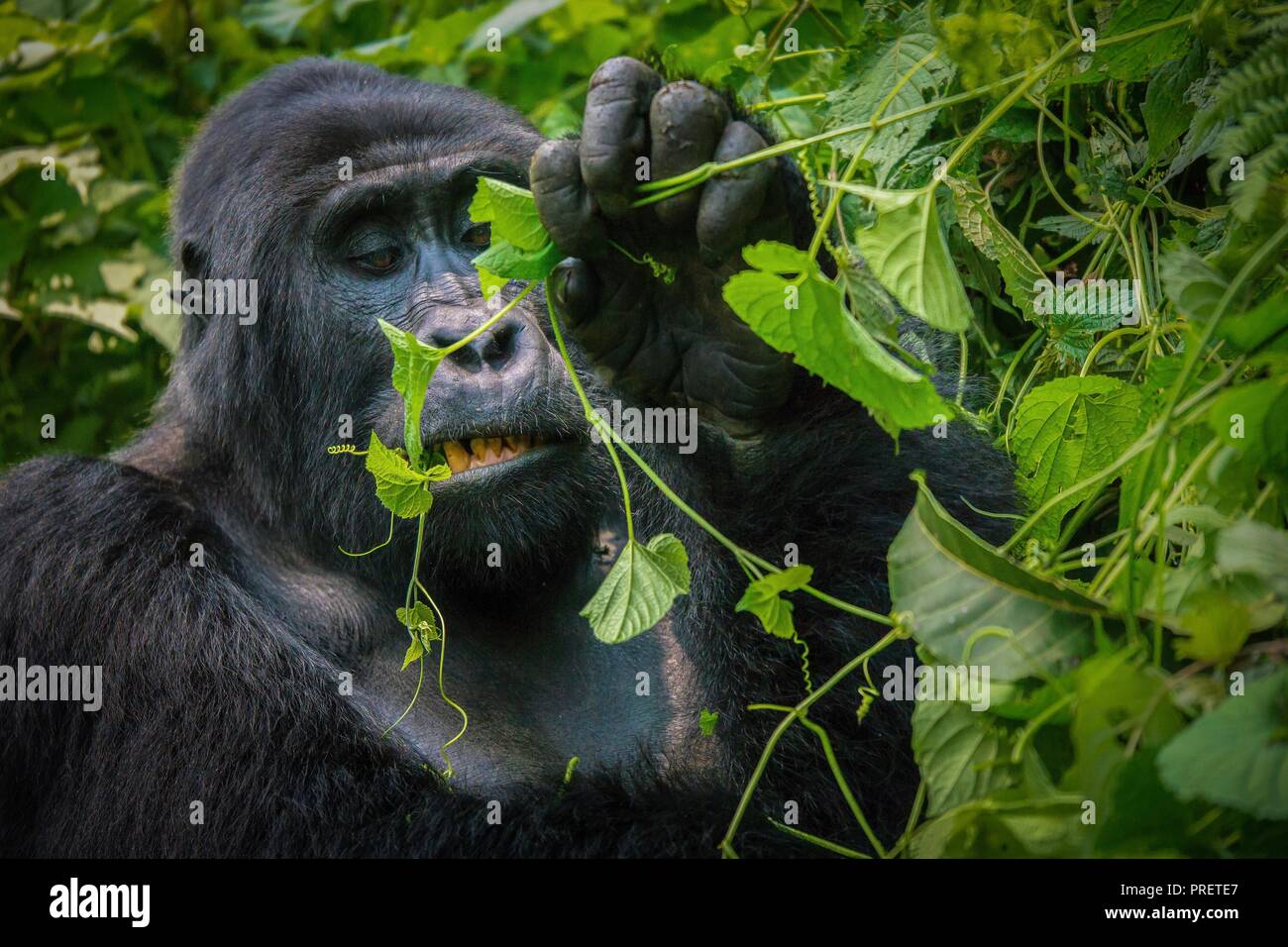 A close-up of a mature silverback  mountain gorilla chewing a vine with his teeth and mouth visible, surrounded by the dense green foliage of Bwindi I Stock Photo