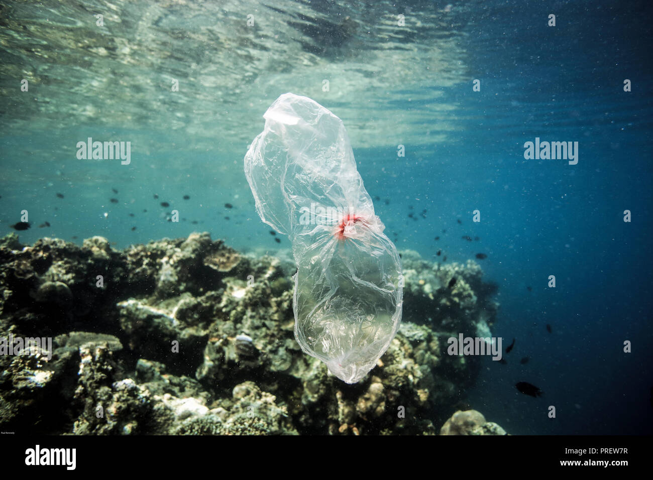 Plastic bag floating underwater over coral reef in Bunaken island ...