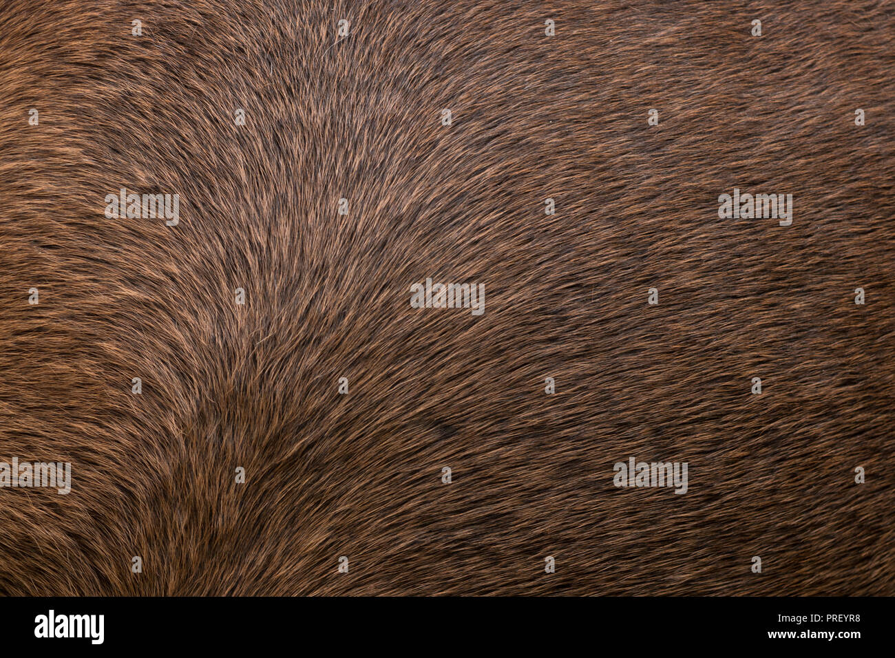 Horse hair hide close up hi-res stock photography and images - Alamy
