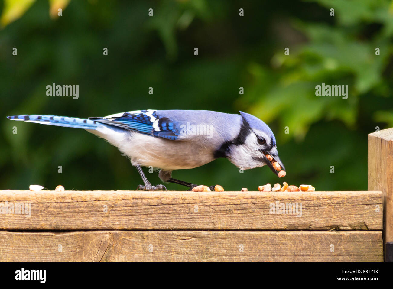 Side profile of a blue jay with several shelled peanuts in his beak. Stock Photo