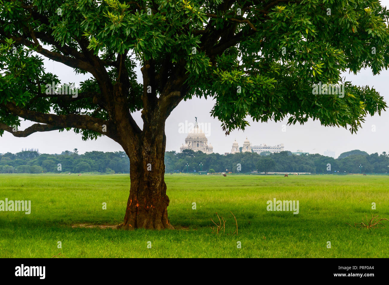 A large oak tree in green field, isolated against white sky background. Stock Photo