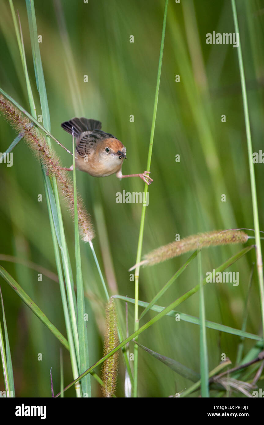 An Australian golden-headed Cisticola doing the splits as he catches a flying ant for his afternoon meal. Stock Photo