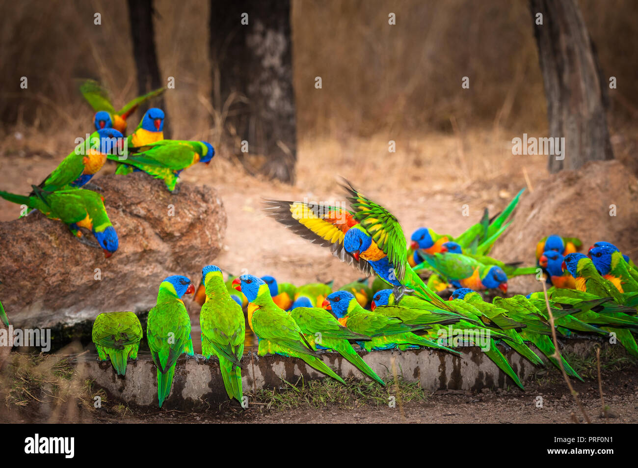 How to Give Birds Water Quenching Their Thirst birdsmentor