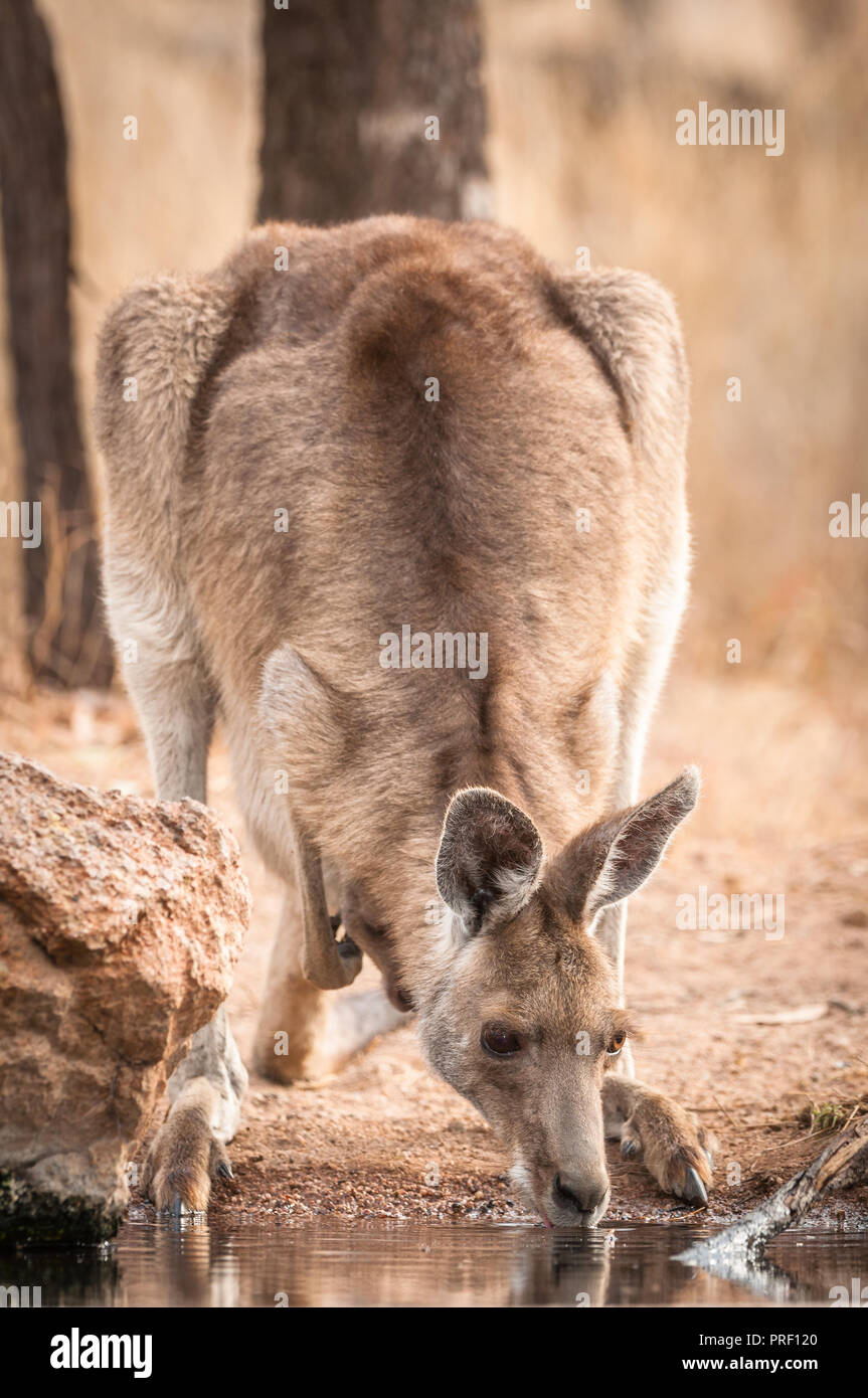 Ears alert a female eastern grey kangaroo carrying a joey in her pouch crouched drinking at an outback waterhole. Stock Photo