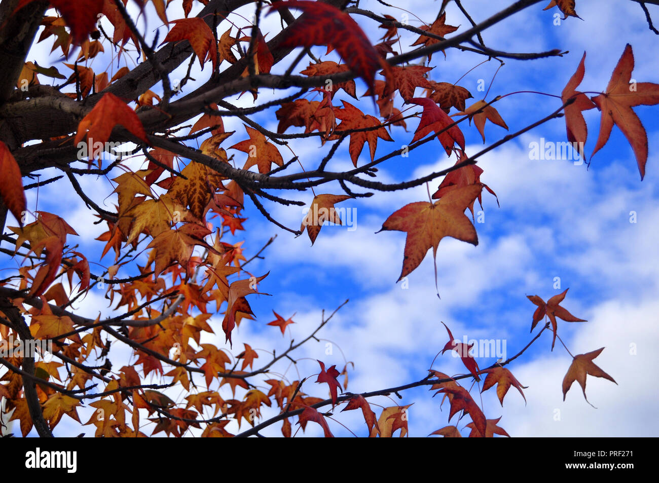 Red maple leaf on tree with clouds and sky background Stock Photo - Alamy