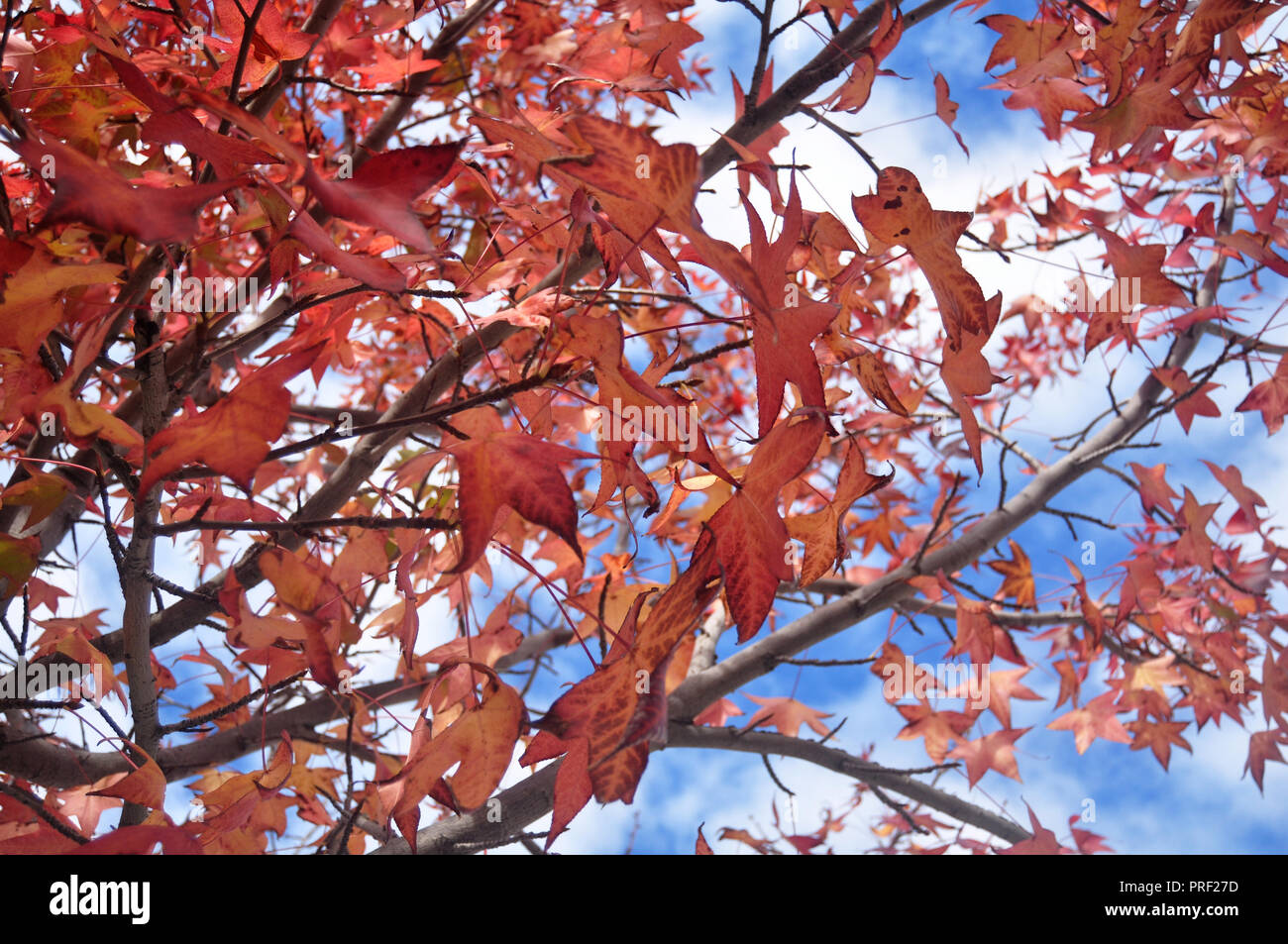Red maple leaf on tree with clouds and sky background Stock Photo - Alamy