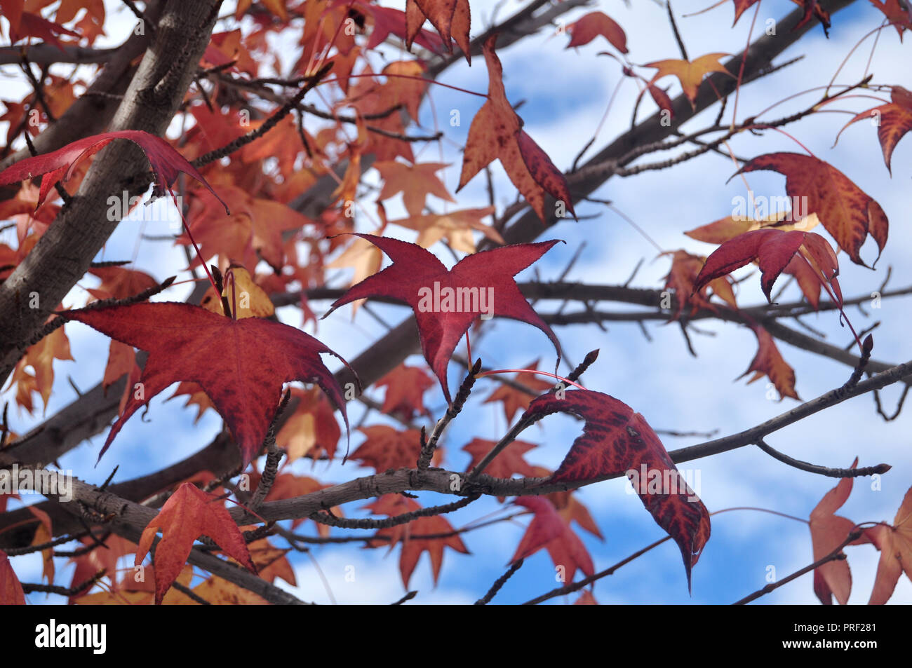 Red maple leaf on tree with clouds and sky background Stock Photo - Alamy